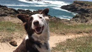 A vibrant dog park bathed in sunlight features abundant greenery with mature trees, offering ample shade for leisurely outdoor activities. In the distance is a well-equipped playground that presents an additional activity area. An inviting picnic table spreads out nearby, ideal for enjoying meals al fresco or taking relaxing breaks from play. A neatly-placed trash bin aids in maintaining the park's cleanliness for everyone's enjoyment. Dominating the scene is a generously wide dirt path gracefully curving through the expanse of grass, promising exploratory walks and lively fetch games.