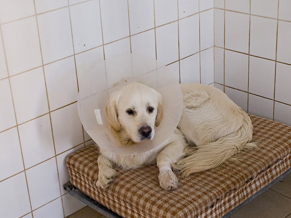 A vibrant dog park bathed in sunlight features abundant greenery with mature trees, offering ample shade for leisurely outdoor activities. In the distance is a well-equipped playground that presents an additional activity area. An inviting picnic table spreads out nearby, ideal for enjoying meals al fresco or taking relaxing breaks from play. A neatly-placed trash bin aids in maintaining the park's cleanliness for everyone's enjoyment. Dominating the scene is a generously wide dirt path gracefully curving through the expanse of grass, promising exploratory walks and lively fetch games.