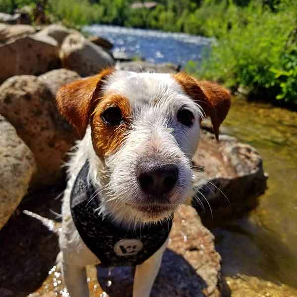 Dog with sheep in El Dorado