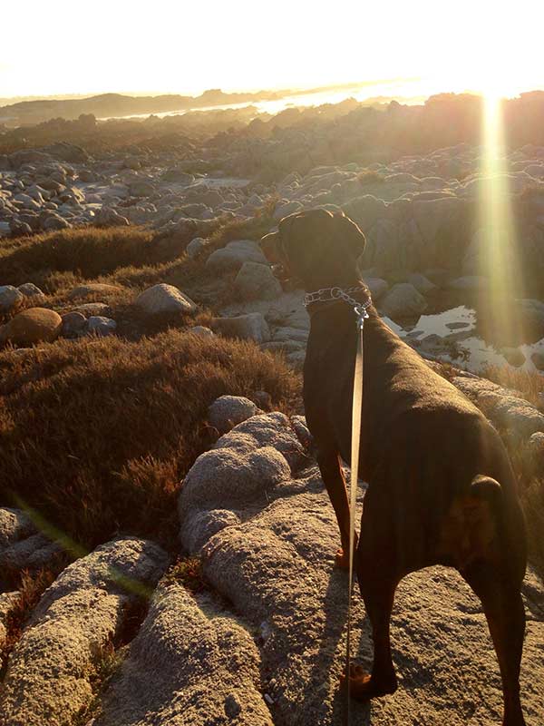 Dogs on the Coast