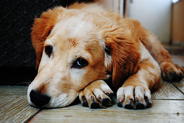 Older dog lying down