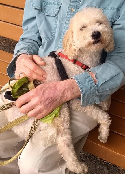 Poodle at NorCal Poodle Rescue 