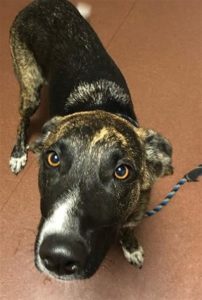 A vibrant dog park bathed in sunlight features abundant greenery with mature trees, offering ample shade for leisurely outdoor activities. In the distance is a well-equipped playground that presents an additional activity area. An inviting picnic table spreads out nearby, ideal for enjoying meals al fresco or taking relaxing breaks from play. A neatly-placed trash bin aids in maintaining the park's cleanliness for everyone's enjoyment. Dominating the scene is a generously wide dirt path gracefully curving through the expanse of grass, promising exploratory walks and lively fetch games.