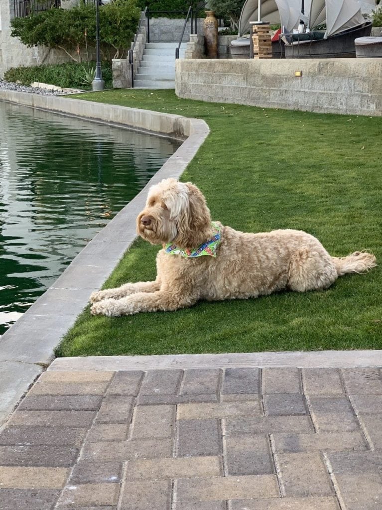 Dog on the Homestead Trail in Palm Desert