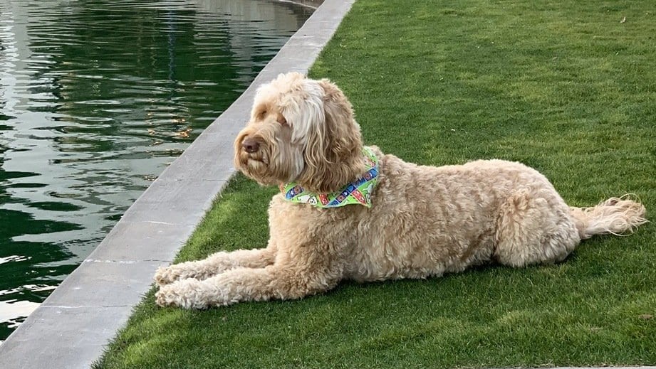 Dog on the Homestead Trail in Palm Desert