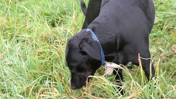 Dog eating grass