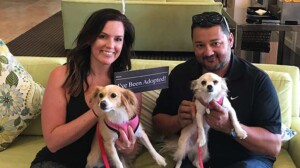 A vibrant dog park bathed in sunlight features abundant greenery with mature trees, offering ample shade for leisurely outdoor activities. In the distance is a well-equipped playground that presents an additional activity area. An inviting picnic table spreads out nearby, ideal for enjoying meals al fresco or taking relaxing breaks from play. A neatly-placed trash bin aids in maintaining the park's cleanliness for everyone's enjoyment. Dominating the scene is a generously wide dirt path gracefully curving through the expanse of grass, promising exploratory walks and lively fetch games.