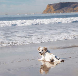 A vibrant dog park bathed in sunlight features abundant greenery with mature trees, offering ample shade for leisurely outdoor activities. In the distance is a well-equipped playground that presents an additional activity area. An inviting picnic table spreads out nearby, ideal for enjoying meals al fresco or taking relaxing breaks from play. A neatly-placed trash bin aids in maintaining the park's cleanliness for everyone's enjoyment. Dominating the scene is a generously wide dirt path gracefully curving through the expanse of grass, promising exploratory walks and lively fetch games.