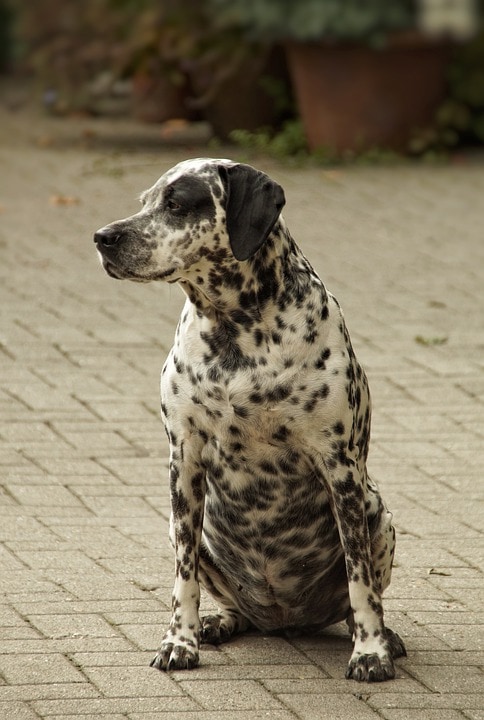 Dalmatian mix dog