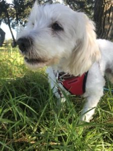 A vibrant dog park bathed in sunlight features abundant greenery with mature trees, offering ample shade for leisurely outdoor activities. In the distance is a well-equipped playground that presents an additional activity area. An inviting picnic table spreads out nearby, ideal for enjoying meals al fresco or taking relaxing breaks from play. A neatly-placed trash bin aids in maintaining the park's cleanliness for everyone's enjoyment. Dominating the scene is a generously wide dirt path gracefully curving through the expanse of grass, promising exploratory walks and lively fetch games.