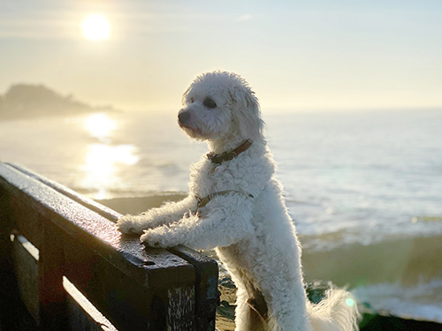 Dog ready to go on the Central Coast