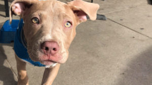 A vibrant dog park bathed in sunlight features abundant greenery with mature trees, offering ample shade for leisurely outdoor activities. In the distance is a well-equipped playground that presents an additional activity area. An inviting picnic table spreads out nearby, ideal for enjoying meals al fresco or taking relaxing breaks from play. A neatly-placed trash bin aids in maintaining the park's cleanliness for everyone's enjoyment. Dominating the scene is a generously wide dirt path gracefully curving through the expanse of grass, promising exploratory walks and lively fetch games.