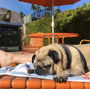 A vibrant dog park bathed in sunlight features abundant greenery with mature trees, offering ample shade for leisurely outdoor activities. In the distance is a well-equipped playground that presents an additional activity area. An inviting picnic table spreads out nearby, ideal for enjoying meals al fresco or taking relaxing breaks from play. A neatly-placed trash bin aids in maintaining the park's cleanliness for everyone's enjoyment. Dominating the scene is a generously wide dirt path gracefully curving through the expanse of grass, promising exploratory walks and lively fetch games.