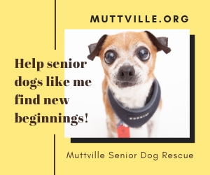 Muttville dog on poster