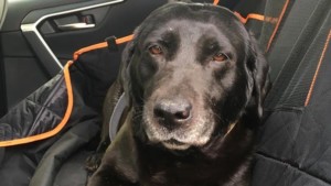 A vibrant dog park bathed in sunlight features abundant greenery with mature trees, offering ample shade for leisurely outdoor activities. In the distance is a well-equipped playground that presents an additional activity area. An inviting picnic table spreads out nearby, ideal for enjoying meals al fresco or taking relaxing breaks from play. A neatly-placed trash bin aids in maintaining the park's cleanliness for everyone's enjoyment. Dominating the scene is a generously wide dirt path gracefully curving through the expanse of grass, promising exploratory walks and lively fetch games.