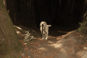 A vibrant dog park bathed in sunlight features abundant greenery with mature trees, offering ample shade for leisurely outdoor activities. In the distance is a well-equipped playground that presents an additional activity area. An inviting picnic table spreads out nearby, ideal for enjoying meals al fresco or taking relaxing breaks from play. A neatly-placed trash bin aids in maintaining the park's cleanliness for everyone's enjoyment. Dominating the scene is a generously wide dirt path gracefully curving through the expanse of grass, promising exploratory walks and lively fetch games.