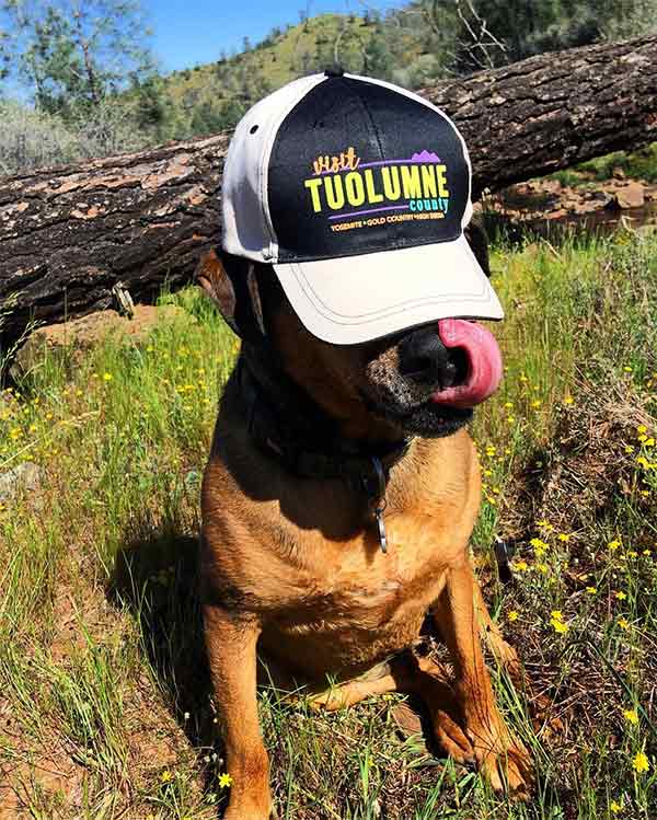 Dog outside in Tuolumne County