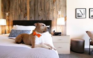 A vibrant dog park bathed in sunlight features abundant greenery with mature trees, offering ample shade for leisurely outdoor activities. In the distance is a well-equipped playground that presents an additional activity area. An inviting picnic table spreads out nearby, ideal for enjoying meals al fresco or taking relaxing breaks from play. A neatly-placed trash bin aids in maintaining the park's cleanliness for everyone's enjoyment. Dominating the scene is a generously wide dirt path gracefully curving through the expanse of grass, promising exploratory walks and lively fetch games.