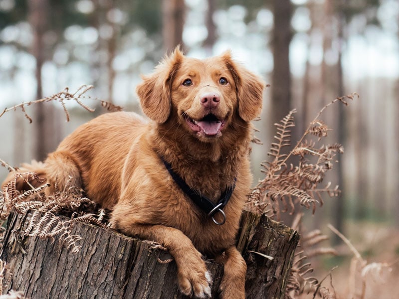 Beautiful red dog at Big Bear