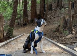 A vibrant dog park bathed in sunlight features abundant greenery with mature trees, offering ample shade for leisurely outdoor activities. In the distance is a well-equipped playground that presents an additional activity area. An inviting picnic table spreads out nearby, ideal for enjoying meals al fresco or taking relaxing breaks from play. A neatly-placed trash bin aids in maintaining the park's cleanliness for everyone's enjoyment. Dominating the scene is a generously wide dirt path gracefully curving through the expanse of grass, promising exploratory walks and lively fetch games.