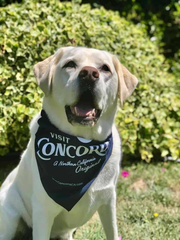 Yellow lab with Concord dog scarf