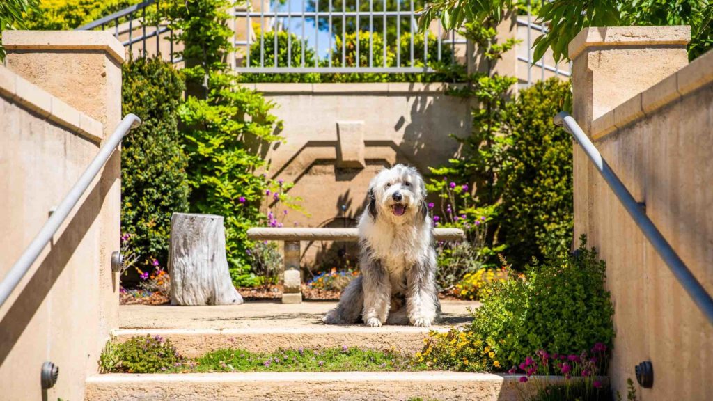 Dog-friendly Noyo Harbor Inn