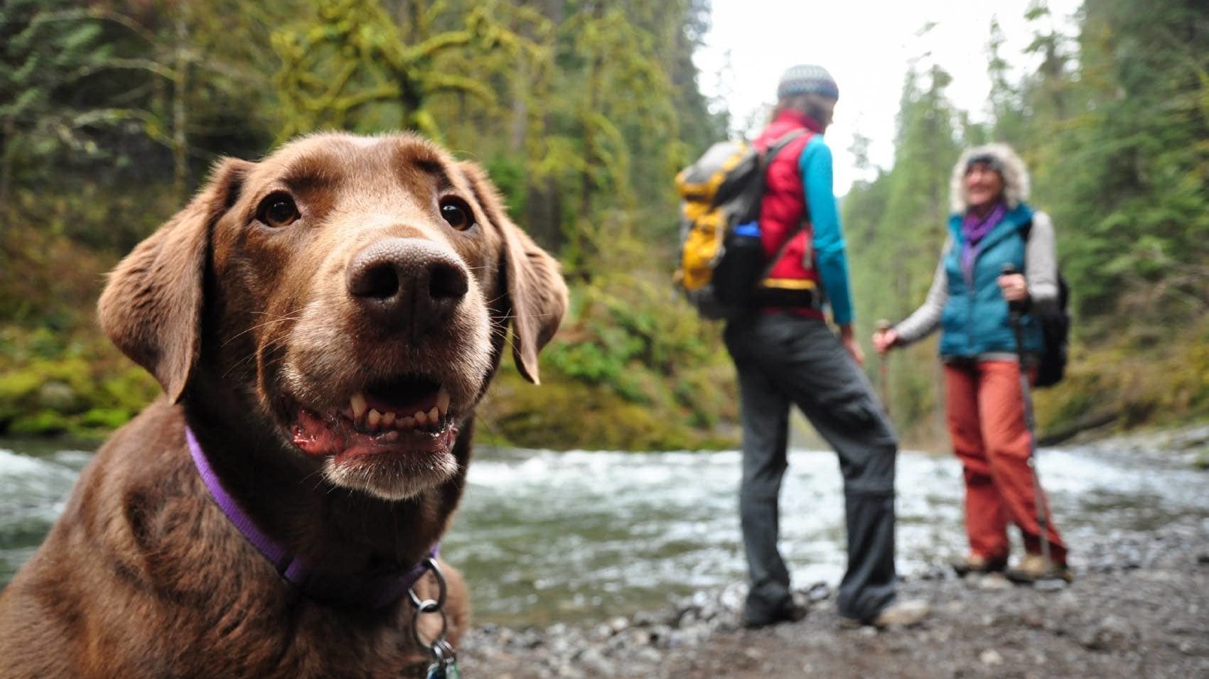 chocolate lab sitting by river with 2 hikers in background