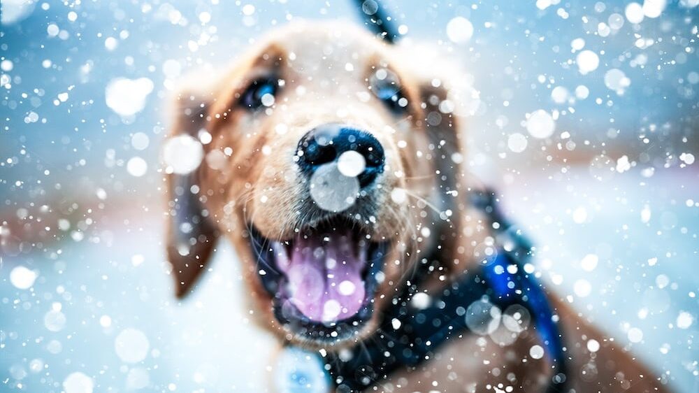 Dog playing in the snow at Tenaya Lodge