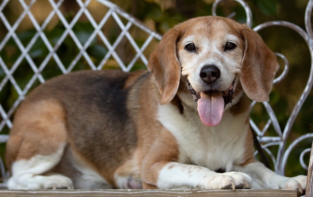 A vibrant dog park bathed in sunlight features abundant greenery with mature trees, offering ample shade for leisurely outdoor activities. In the distance is a well-equipped playground that presents an additional activity area. An inviting picnic table spreads out nearby, ideal for enjoying meals al fresco or taking relaxing breaks from play. A neatly-placed trash bin aids in maintaining the park's cleanliness for everyone's enjoyment. Dominating the scene is a generously wide dirt path gracefully curving through the expanse of grass, promising exploratory walks and lively fetch games.