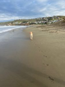 A vibrant dog park bathed in sunlight features abundant greenery with mature trees, offering ample shade for leisurely outdoor activities. In the distance is a well-equipped playground that presents an additional activity area. An inviting picnic table spreads out nearby, ideal for enjoying meals al fresco or taking relaxing breaks from play. A neatly-placed trash bin aids in maintaining the park's cleanliness for everyone's enjoyment. Dominating the scene is a generously wide dirt path gracefully curving through the expanse of grass, promising exploratory walks and lively fetch games.