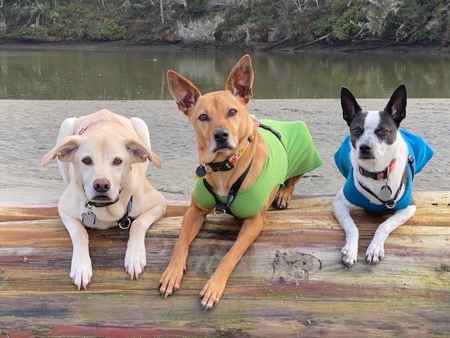 A vibrant dog park bathed in sunlight features abundant greenery with mature trees, offering ample shade for leisurely outdoor activities. In the distance is a well-equipped playground that presents an additional activity area. An inviting picnic table spreads out nearby, ideal for enjoying meals al fresco or taking relaxing breaks from play. A neatly-placed trash bin aids in maintaining the park's cleanliness for everyone's enjoyment. Dominating the scene is a generously wide dirt path gracefully curving through the expanse of grass, promising exploratory walks and lively fetch games.
