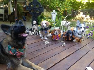 A vibrant dog park bathed in sunlight features abundant greenery with mature trees, offering ample shade for leisurely outdoor activities. In the distance is a well-equipped playground that presents an additional activity area. An inviting picnic table spreads out nearby, ideal for enjoying meals al fresco or taking relaxing breaks from play. A neatly-placed trash bin aids in maintaining the park's cleanliness for everyone's enjoyment. Dominating the scene is a generously wide dirt path gracefully curving through the expanse of grass, promising exploratory walks and lively fetch games.