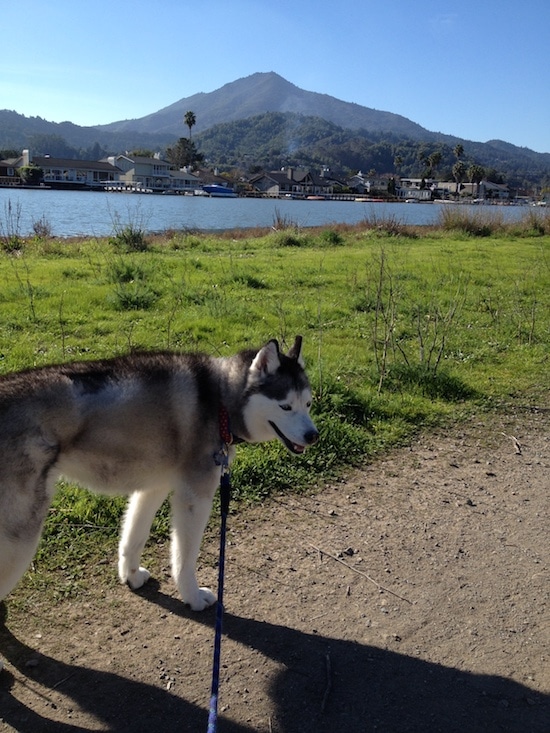 Mickey dog on a trail