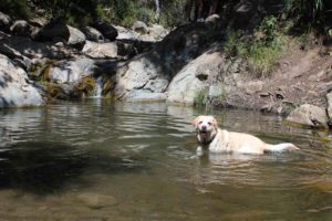 A vibrant dog park bathed in sunlight features abundant greenery with mature trees, offering ample shade for leisurely outdoor activities. In the distance is a well-equipped playground that presents an additional activity area. An inviting picnic table spreads out nearby, ideal for enjoying meals al fresco or taking relaxing breaks from play. A neatly-placed trash bin aids in maintaining the park's cleanliness for everyone's enjoyment. Dominating the scene is a generously wide dirt path gracefully curving through the expanse of grass, promising exploratory walks and lively fetch games.