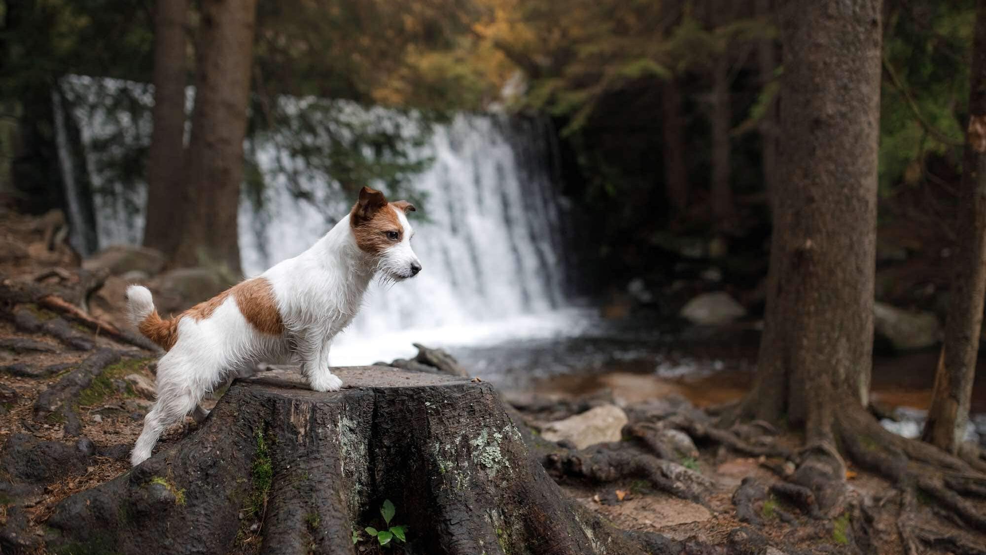 Dog and waterfall