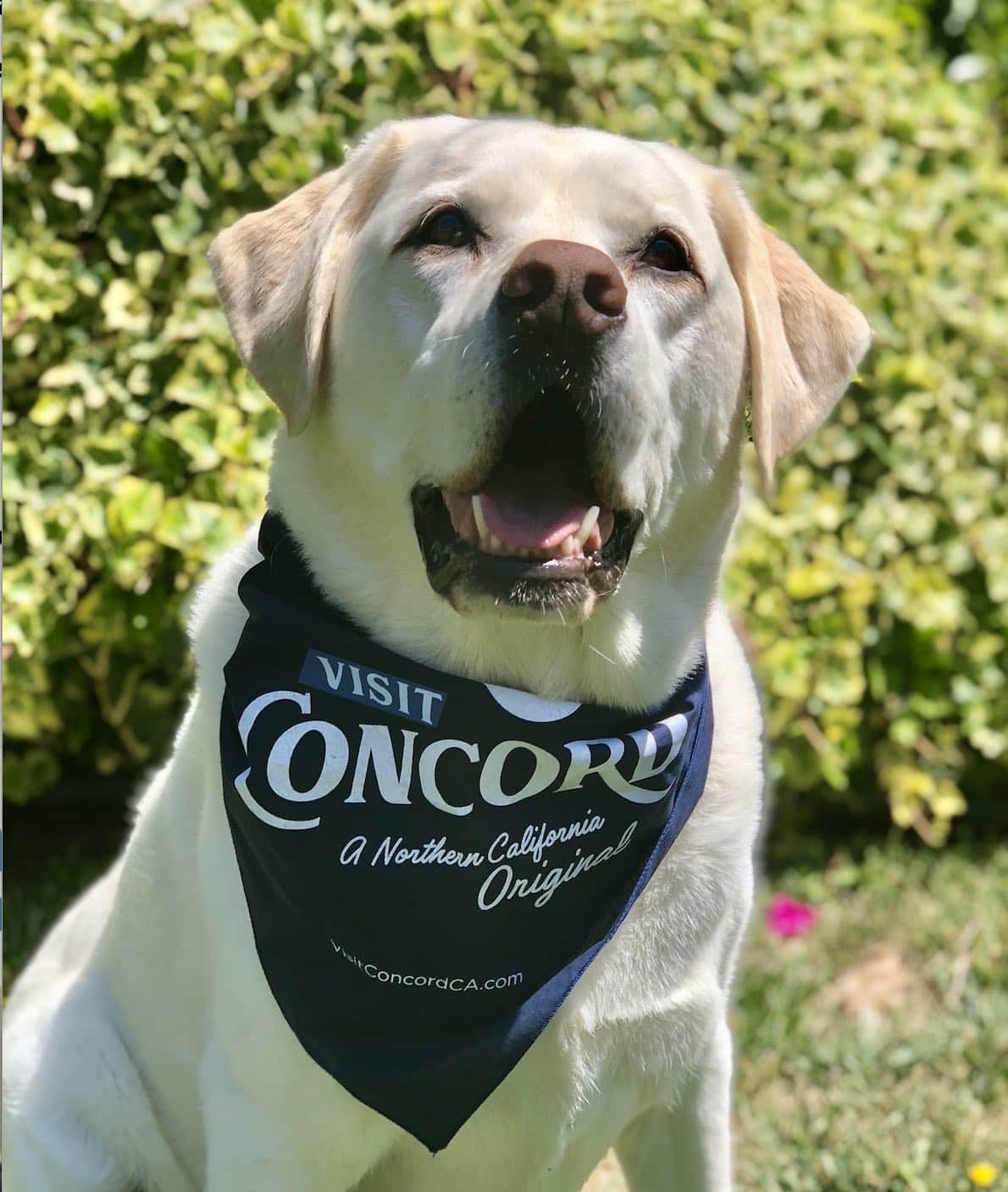 Dog with Concord dog scarf