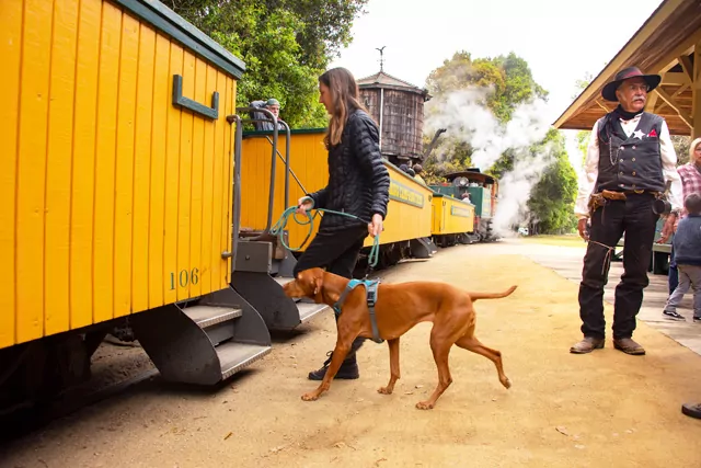 Dog boarding a Roaring Camp railroad car.