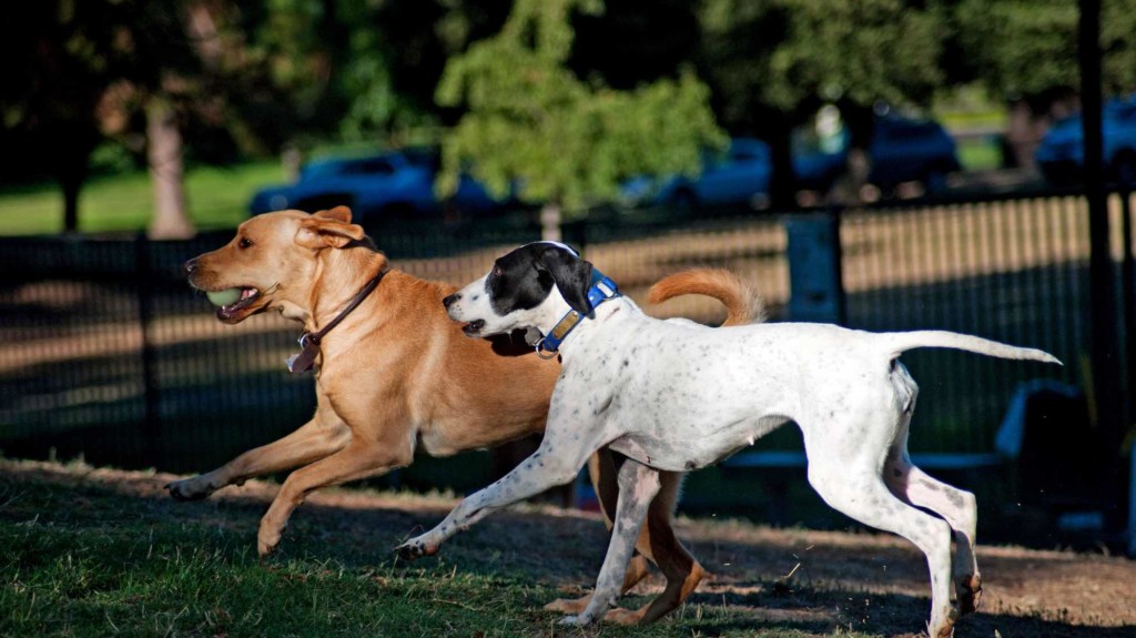 Two dogs running in a park with trees in background