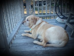 A vibrant dog park bathed in sunlight features abundant greenery with mature trees, offering ample shade for leisurely outdoor activities. In the distance is a well-equipped playground that presents an additional activity area. An inviting picnic table spreads out nearby, ideal for enjoying meals al fresco or taking relaxing breaks from play. A neatly-placed trash bin aids in maintaining the park's cleanliness for everyone's enjoyment. Dominating the scene is a generously wide dirt path gracefully curving through the expanse of grass, promising exploratory walks and lively fetch games.