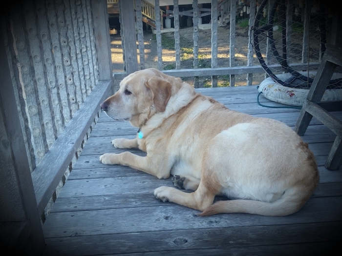 Maiya looking out from Ruthie's Cabin at Nick's Cove