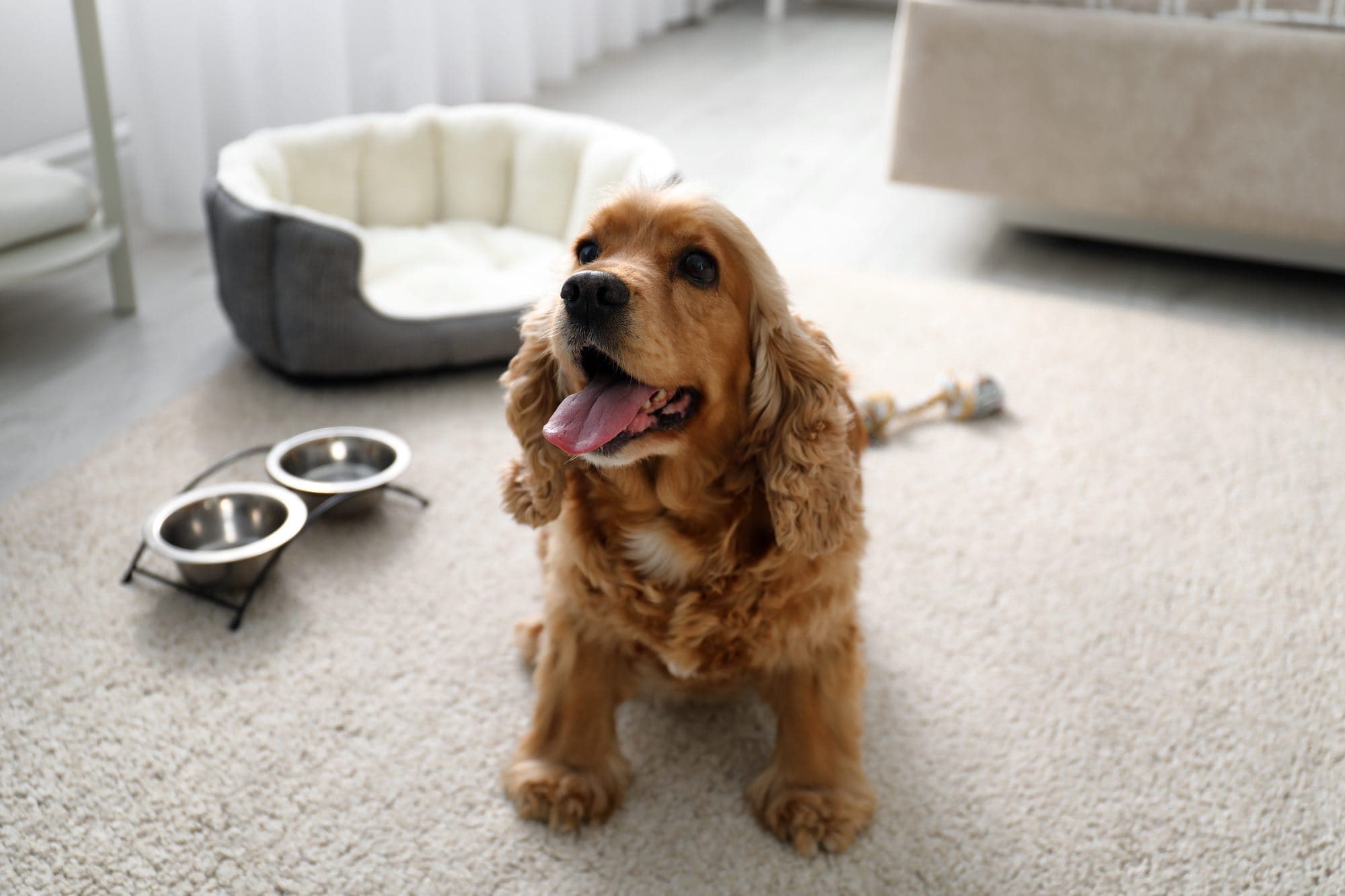 Cute English cocker spaniel at a dog-friendly hotel