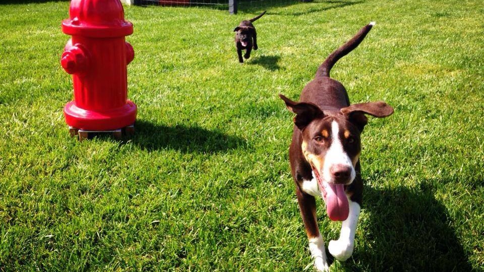 Beachcomber Motel dog play area