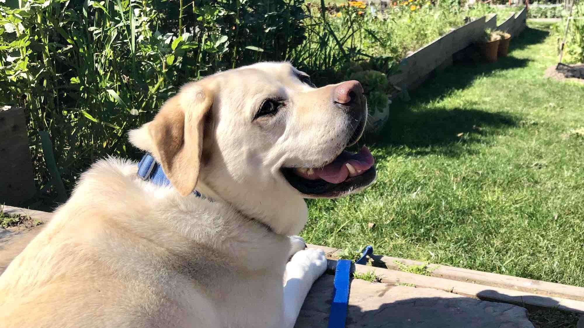 A vibrant dog park bathed in sunlight features abundant greenery with mature trees, offering ample shade for leisurely outdoor activities. In the distance is a well-equipped playground that presents an additional activity area. An inviting picnic table spreads out nearby, ideal for enjoying meals al fresco or taking relaxing breaks from play. A neatly-placed trash bin aids in maintaining the park's cleanliness for everyone's enjoyment. Dominating the scene is a generously wide dirt path gracefully curving through the expanse of grass, promising exploratory walks and lively fetch games.