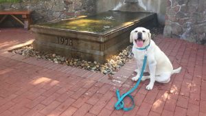 A vibrant dog park bathed in sunlight features abundant greenery with mature trees, offering ample shade for leisurely outdoor activities. In the distance is a well-equipped playground that presents an additional activity area. An inviting picnic table spreads out nearby, ideal for enjoying meals al fresco or taking relaxing breaks from play. A neatly-placed trash bin aids in maintaining the park's cleanliness for everyone's enjoyment. Dominating the scene is a generously wide dirt path gracefully curving through the expanse of grass, promising exploratory walks and lively fetch games.