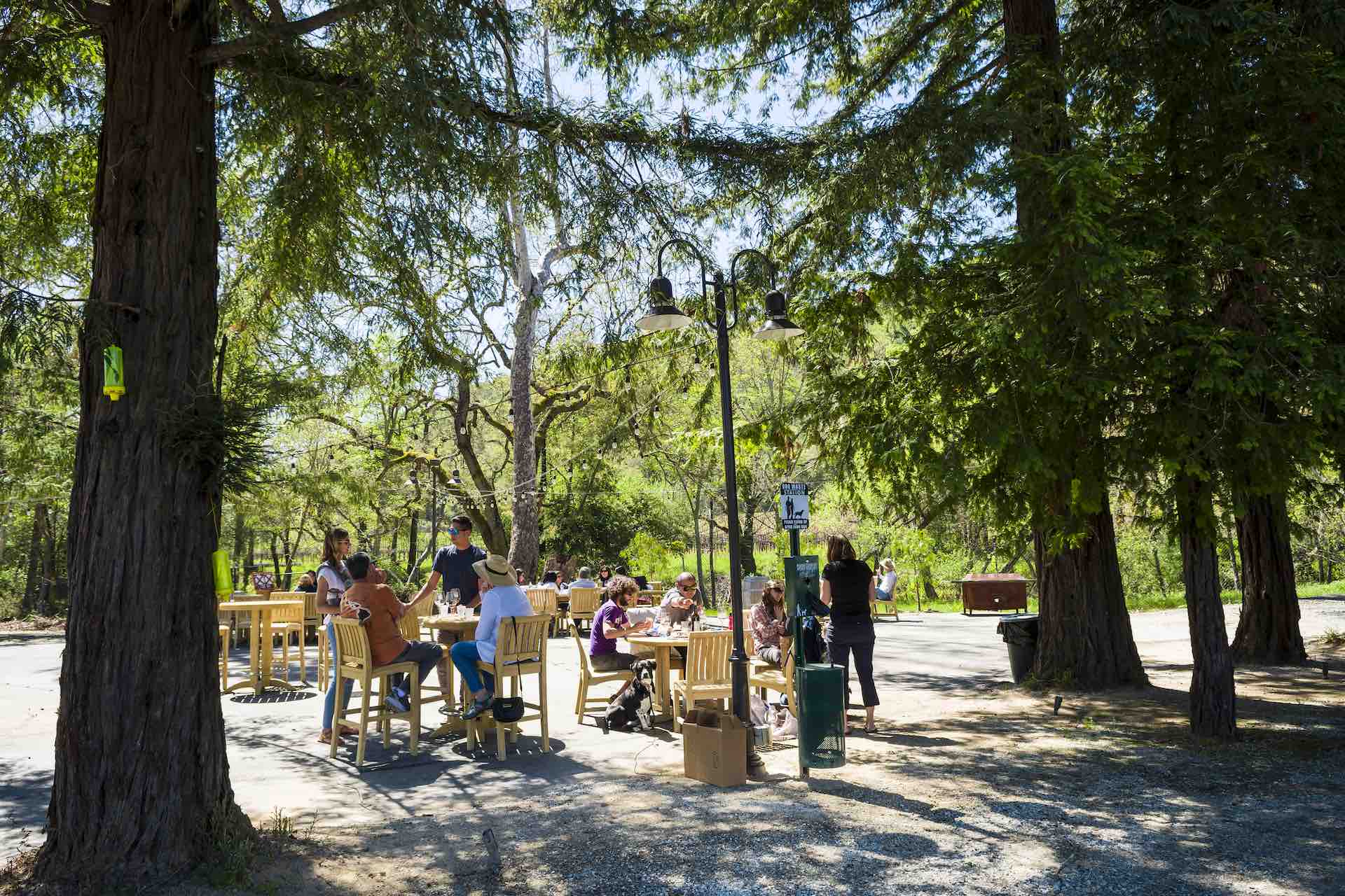 People and dogs at winery in Gilroy