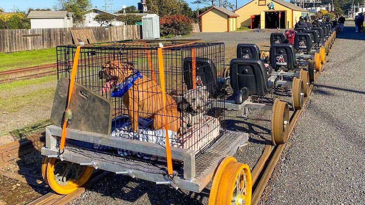 Skunk railbikes with dog carrier