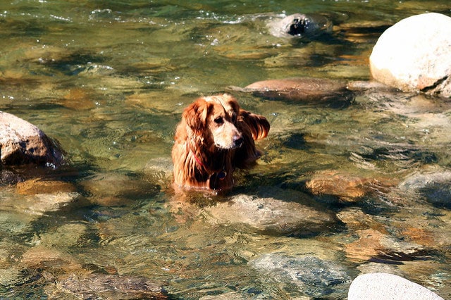 Dog traipsing around grass in Mariposa county