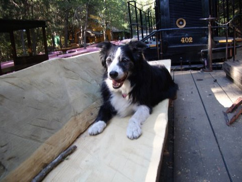 Furry passenger on the Yosemite Mountain Sugar Pine Railroad