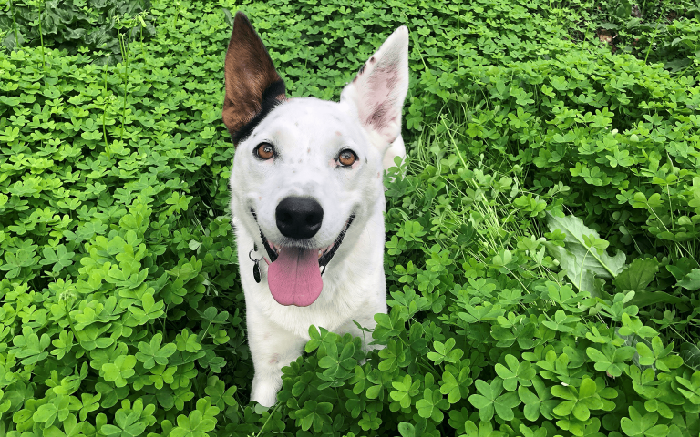 San Francisco SPCA Adoption Center – Pacific Heights Campus