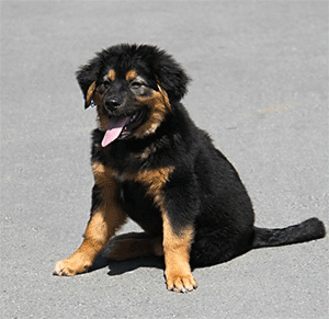 Puppy at Half Moon Bay